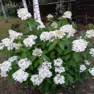 Гортензия Prim White (метельчатая)