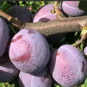 Слива Венгерка кубанская